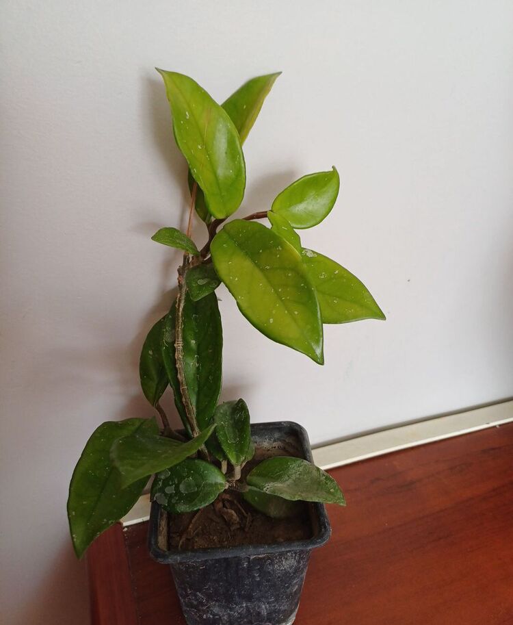 mum sarmaşık 