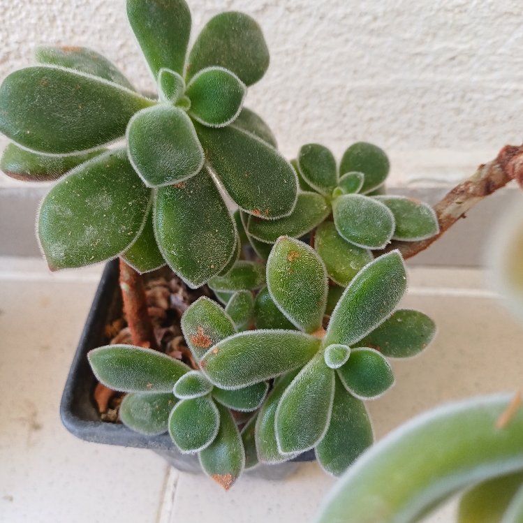 tüllü sukulent  echeveria 