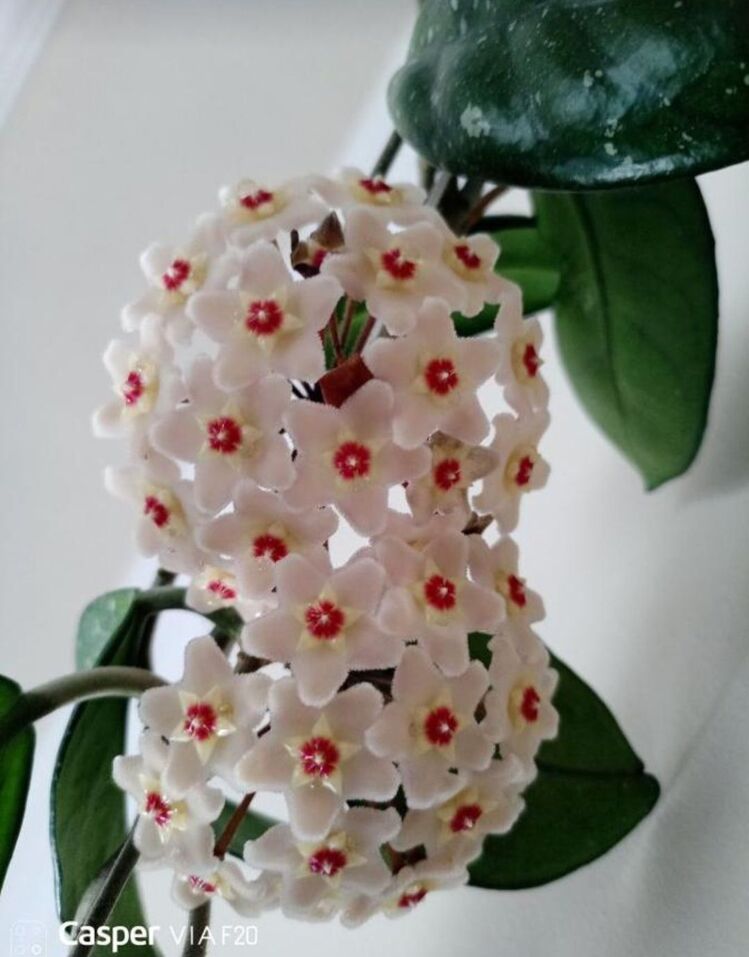 mum sarmaşık 