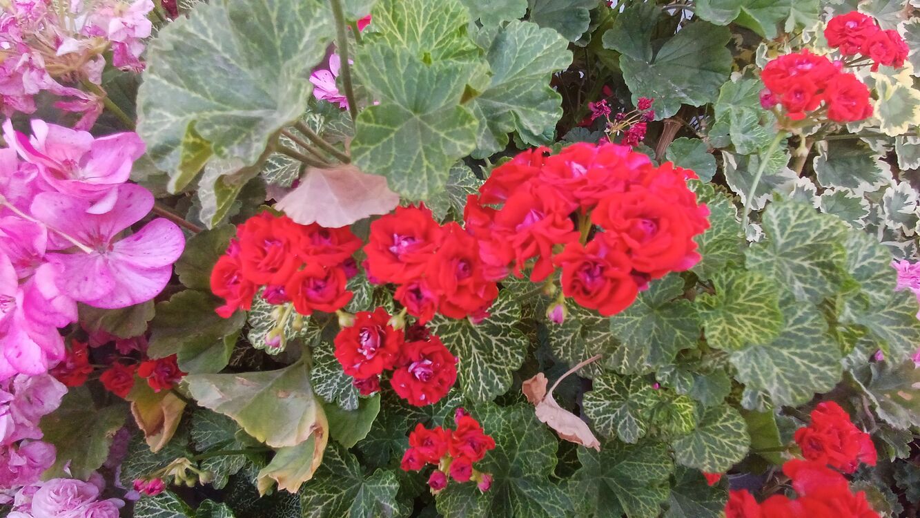 Bornohlem Pelargonimo