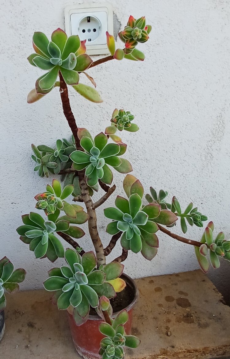 tüllü sukulent echeveria