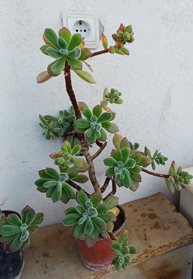 tüllü sukulent echeveria