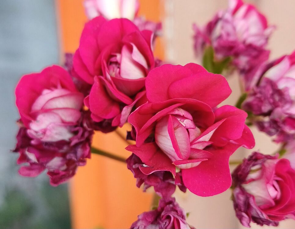 Rosebud 2