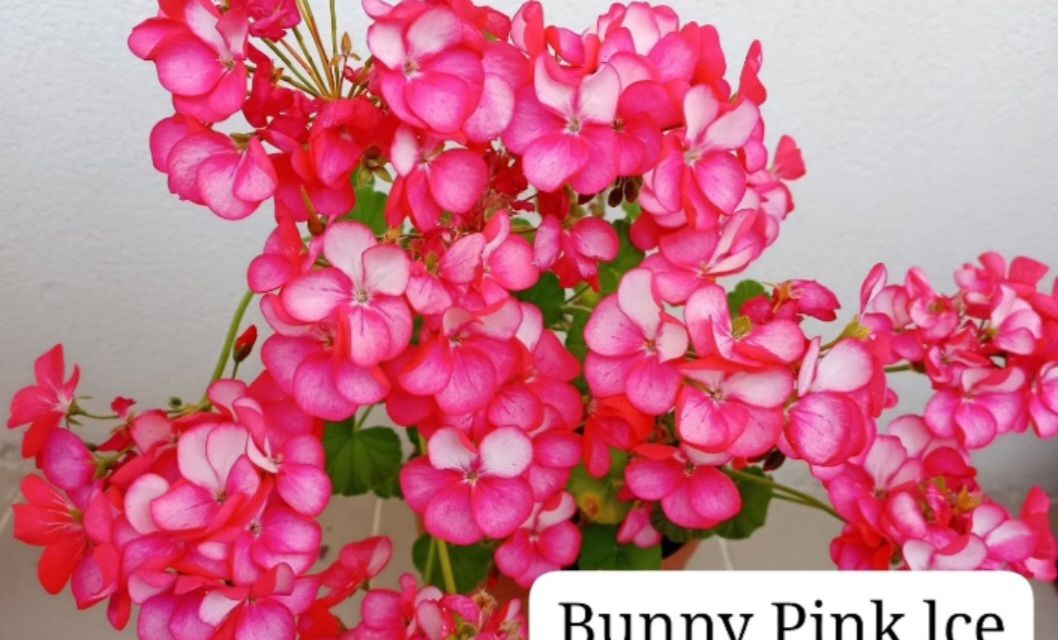 Bunny Pink lece Tohum