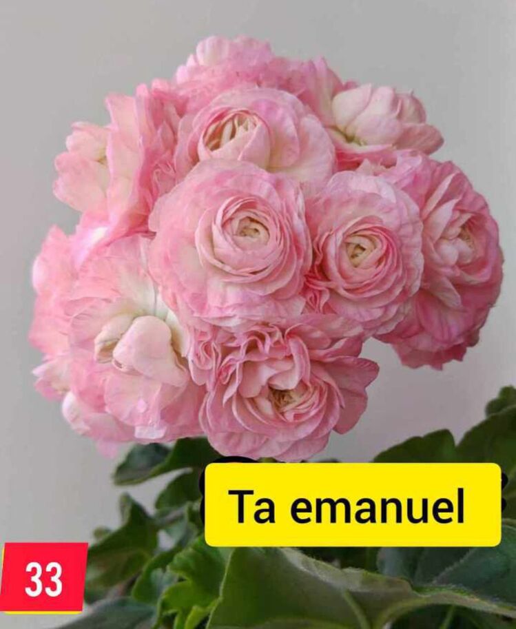 Ta em