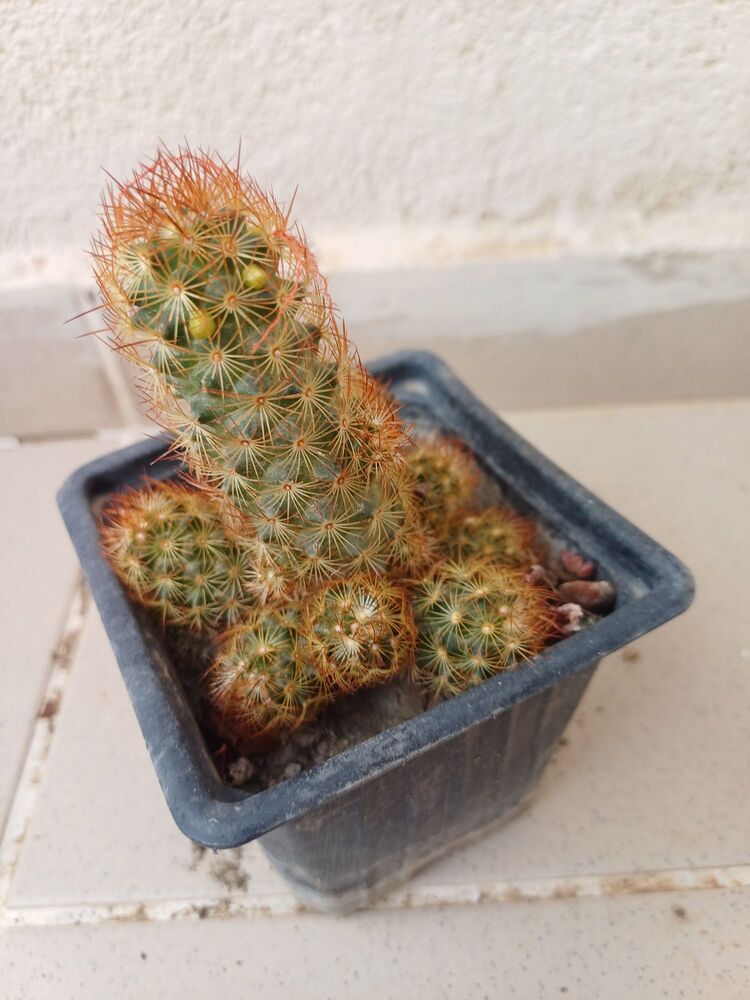 kaktüs