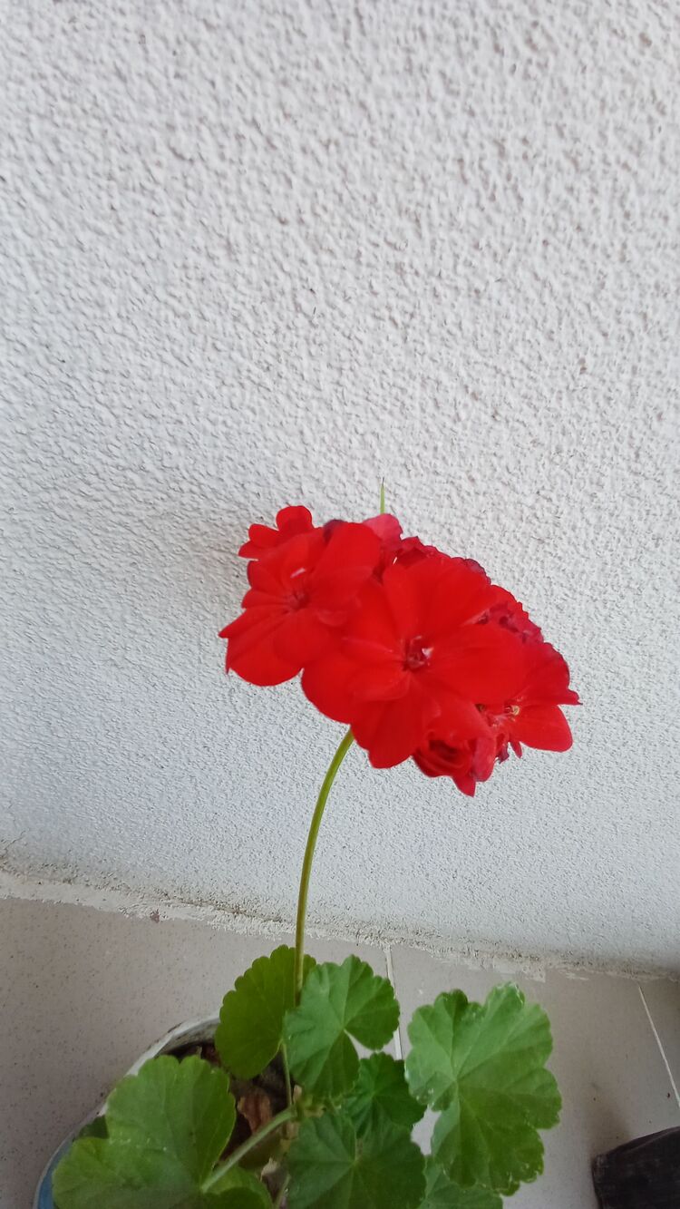 katmerli top sardunya
