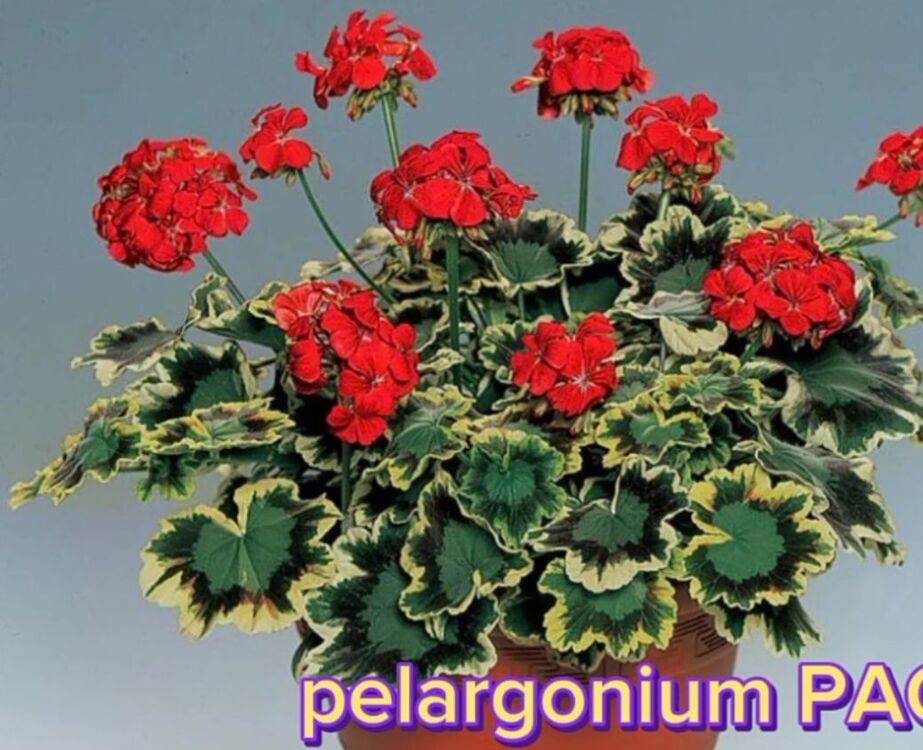 Pelargonimo fide 