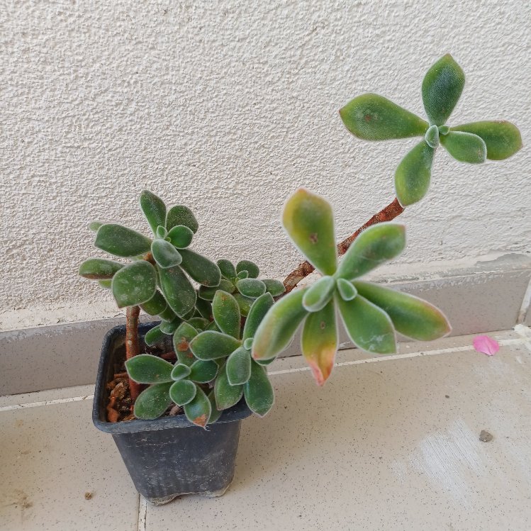 tüllü sukulent  echeveria 