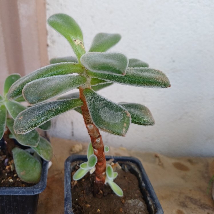 tüllü sukulent echeveria
