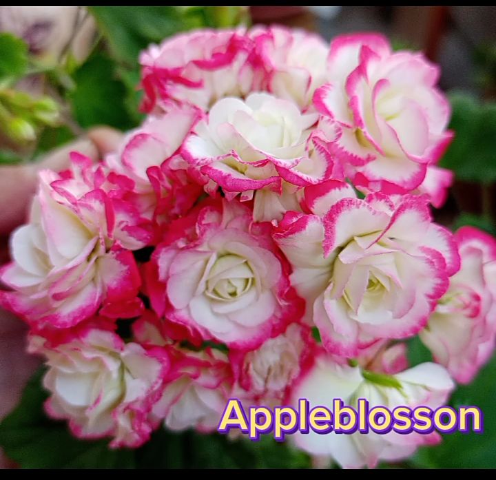 Appleblosson fide