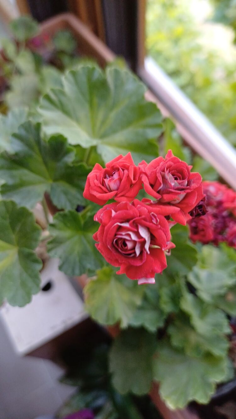 Summer Roze Tina