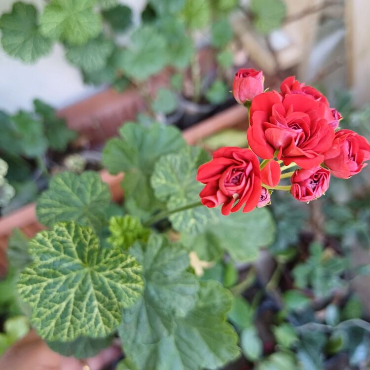 Bornohlem Pelargonimo