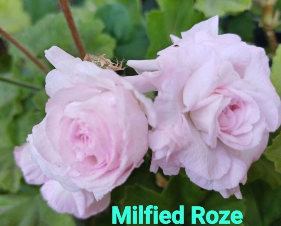 Milfied Roze