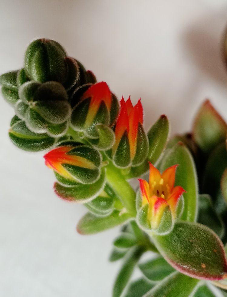 tüllü sukulent  echeveria 
