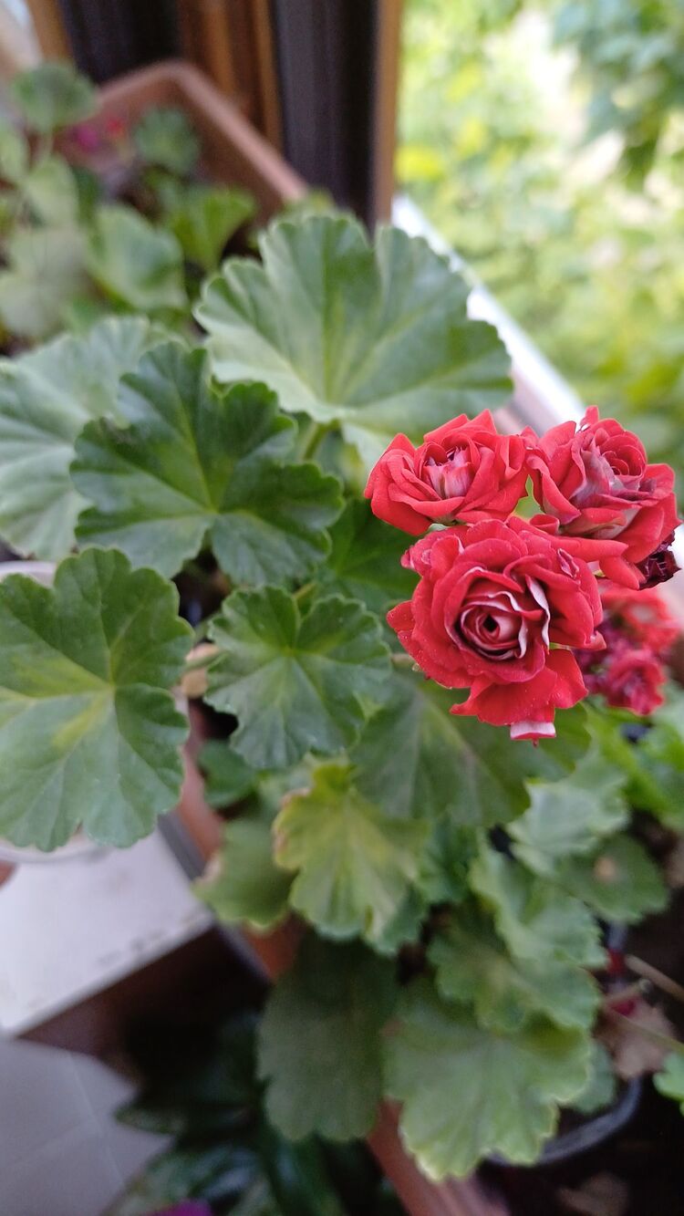 Summer Roze Tina
