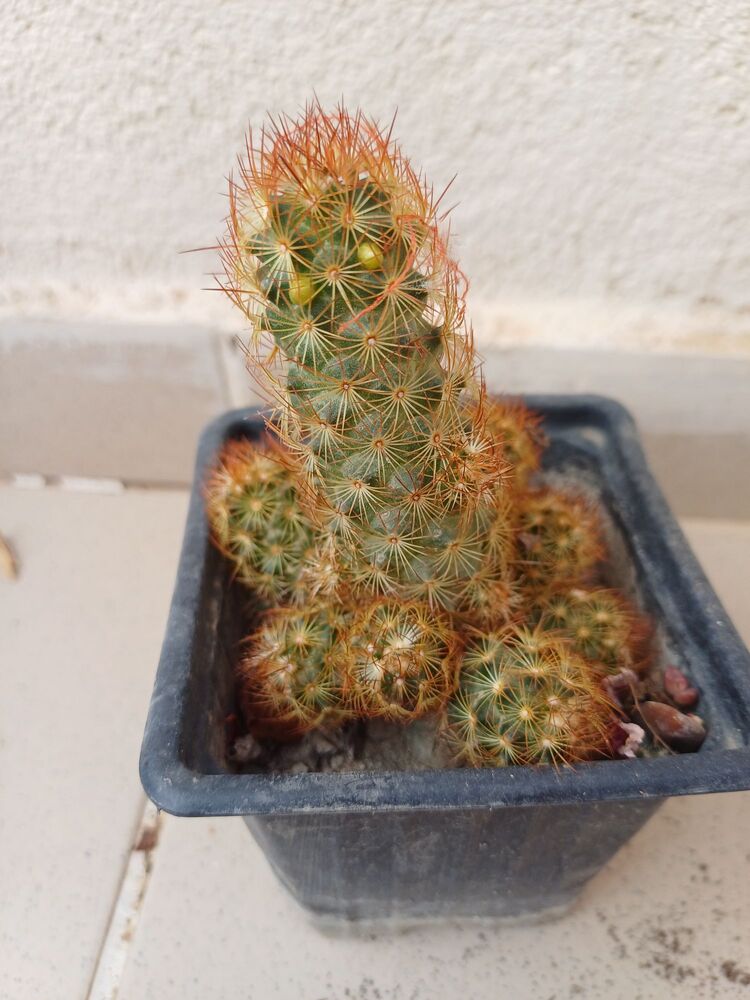 kaktüs