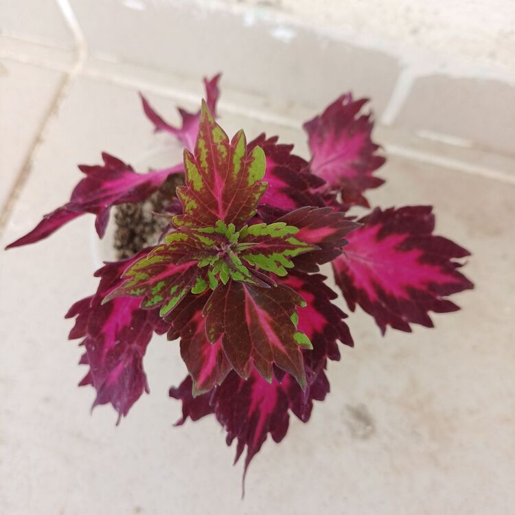 Yaprak güzeli