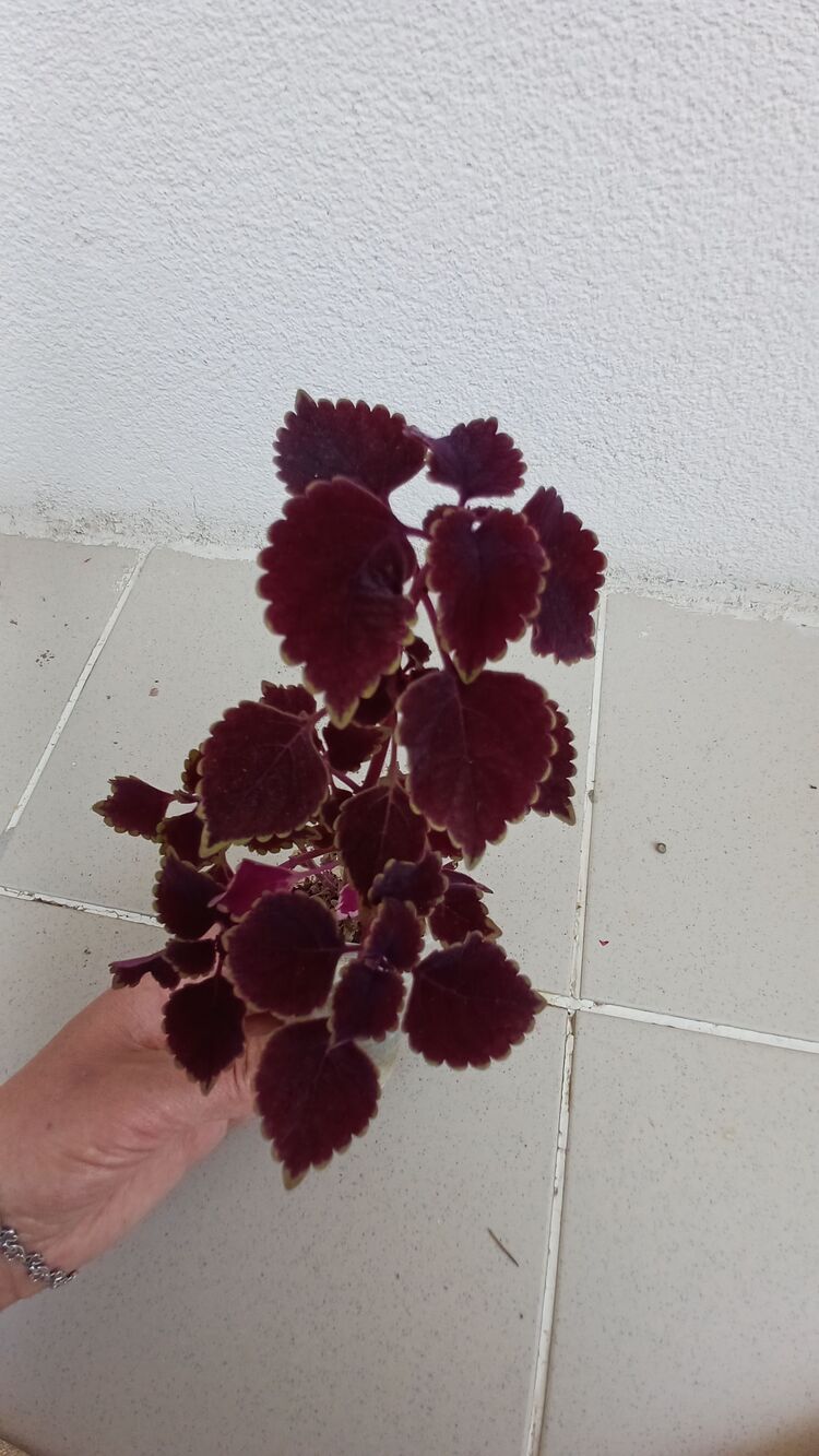 Yaprak güzeli