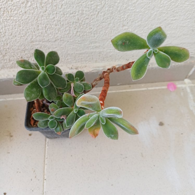 tüllü sukulent echeveria