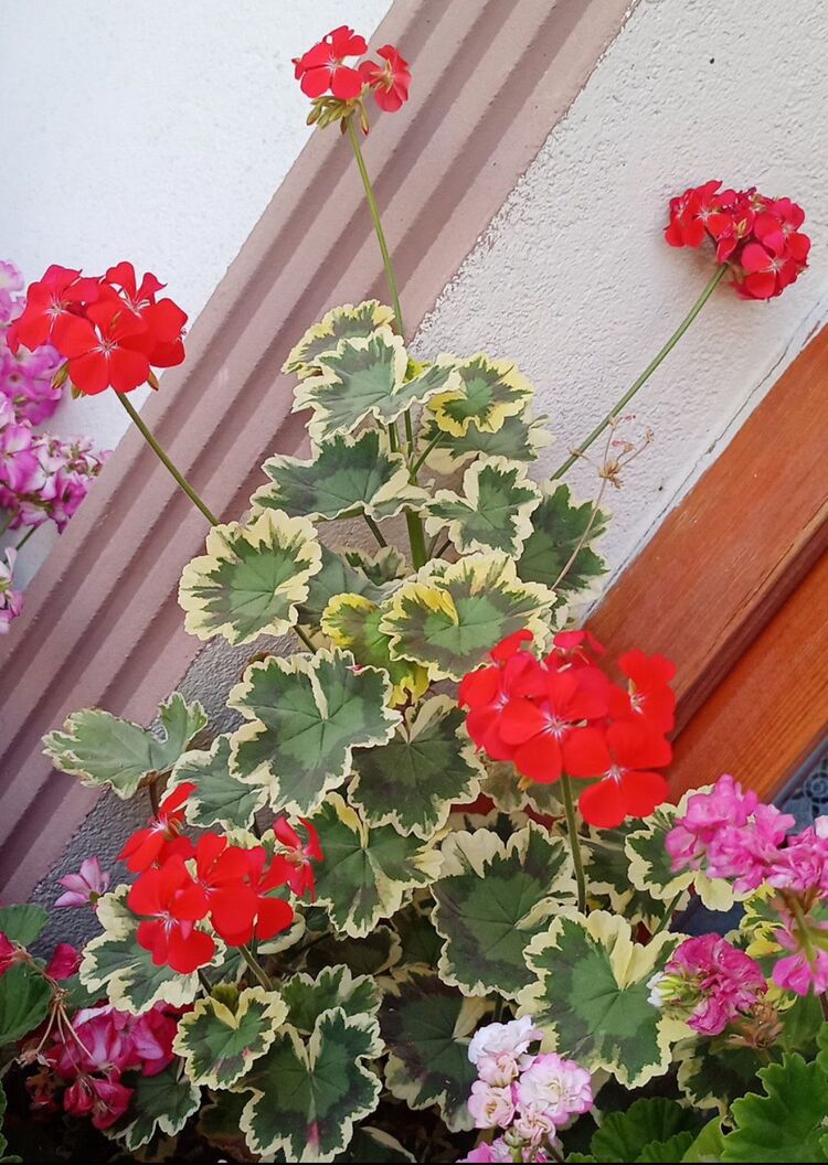 Pelargonimo fide 