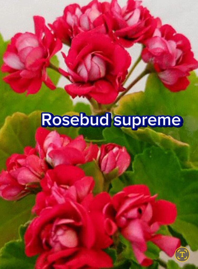 Rosebud