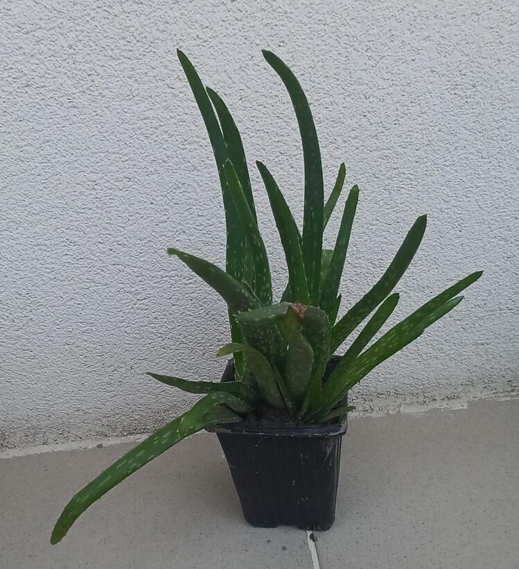 Alovera
