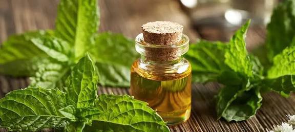 Tıbbi Nane Yağı 20 ml
