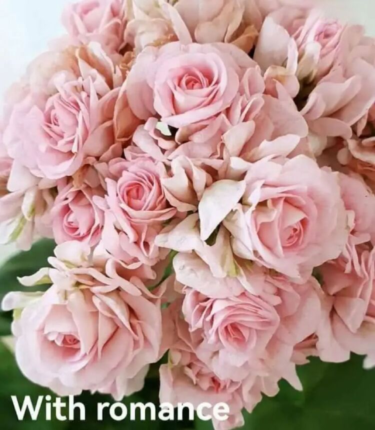 White Romance