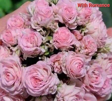 White Romance