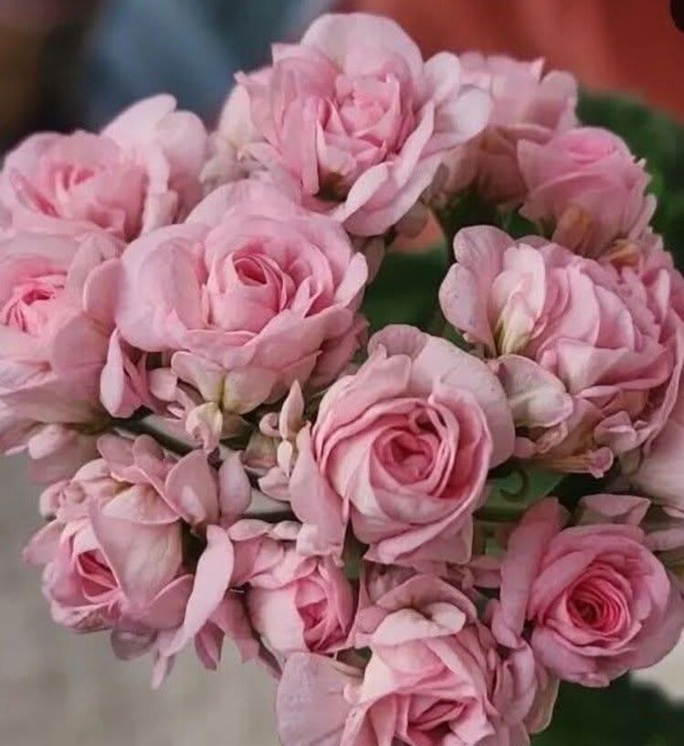 White Romance
