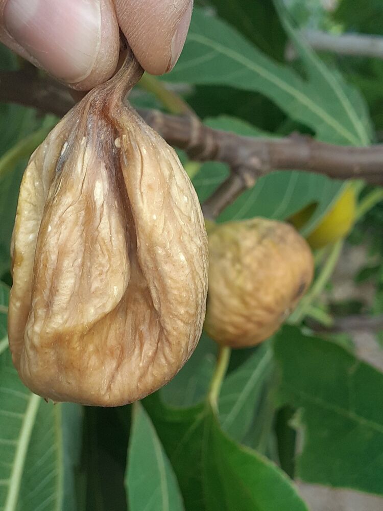 KURU İNCİR JUMBO ELİT(SINIRLI STOK)