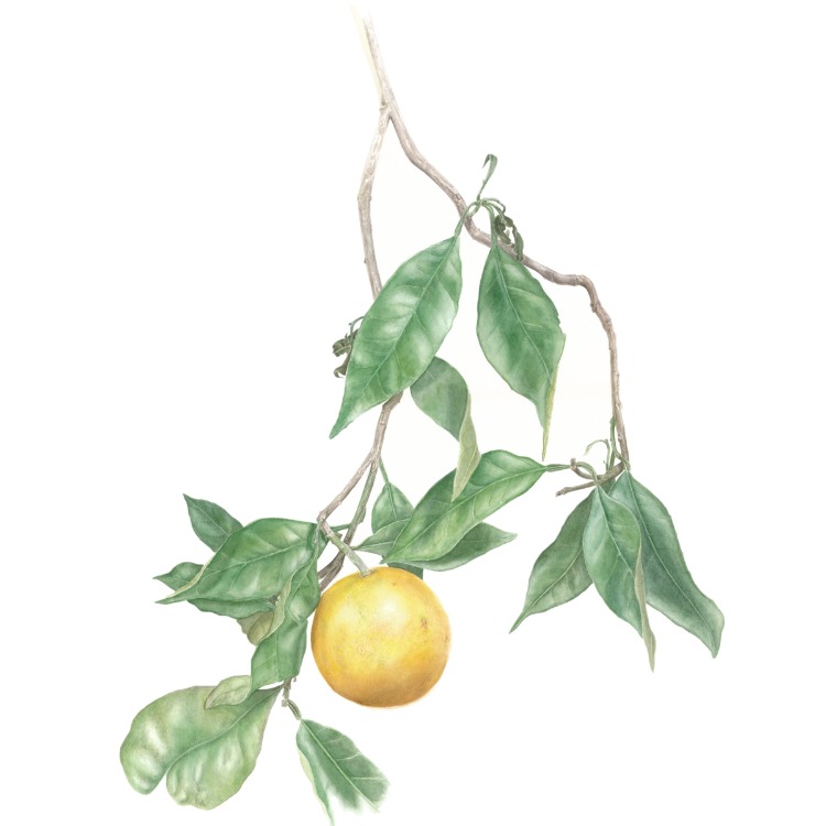 Citrus bergamia - Mini Sanat Serisi (A5)