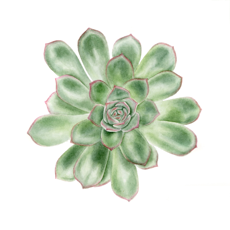 Echeveria - Mini Sanat Serisi (15x15)