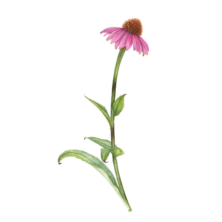 Echinacea purpurea - Mini Sanat Serisi (A5)