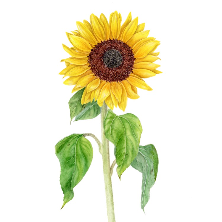 Helianthus annuus - Mini Sanat Serisi (A5)