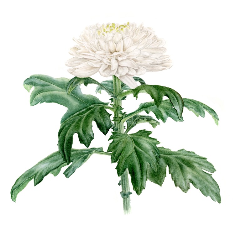 Chrysanthemum - Mini Sanat Serisi (A5)