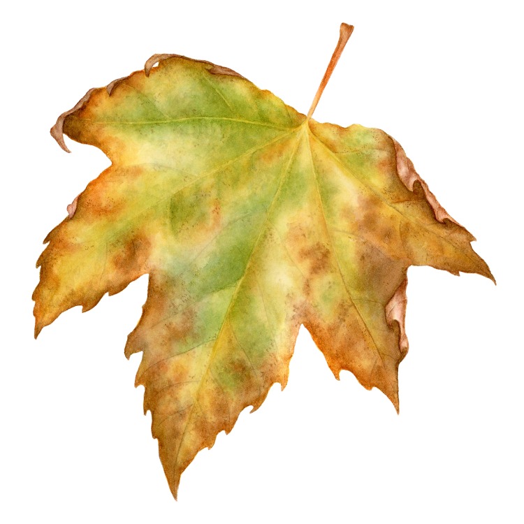 Platanus sp. - Mini Sanat Serisi (15x15)