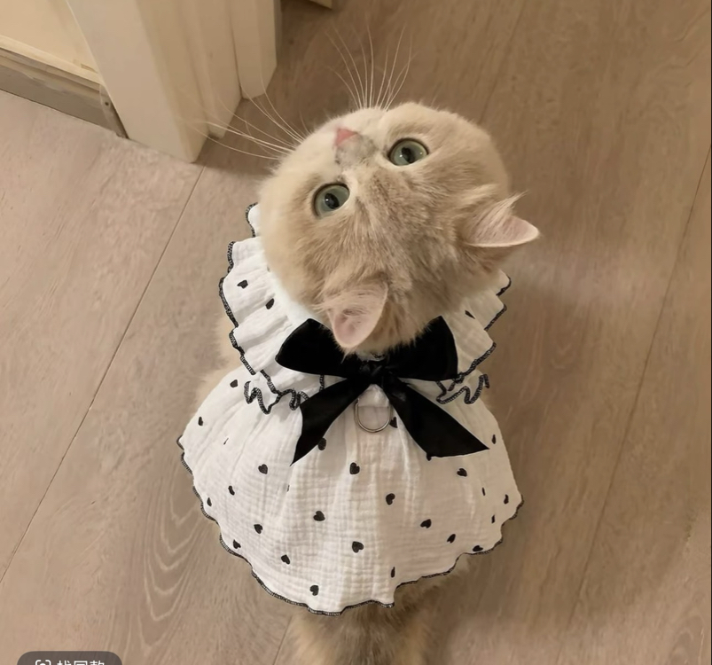 Pet elbisesi 