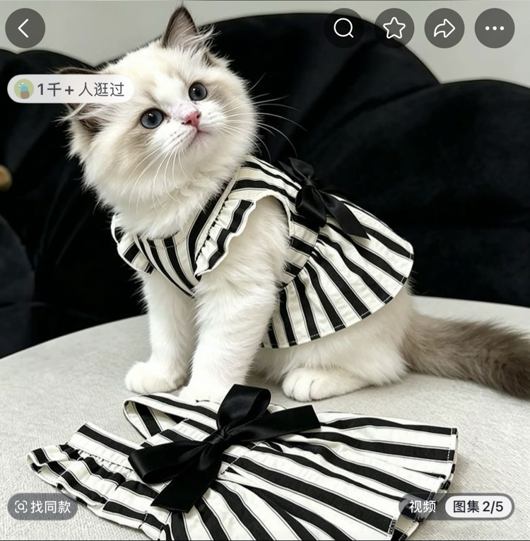 Pet kıyafet