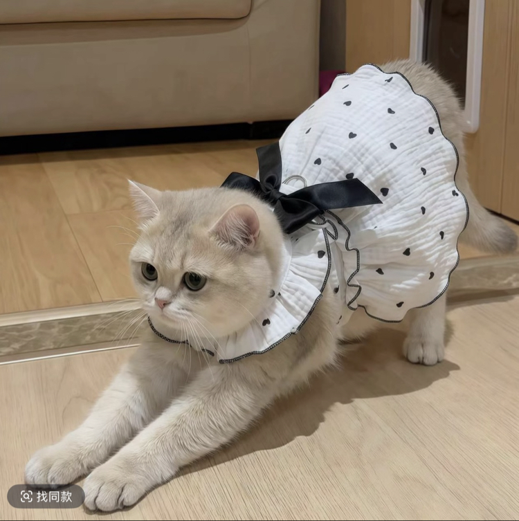 Pet elbisesi 