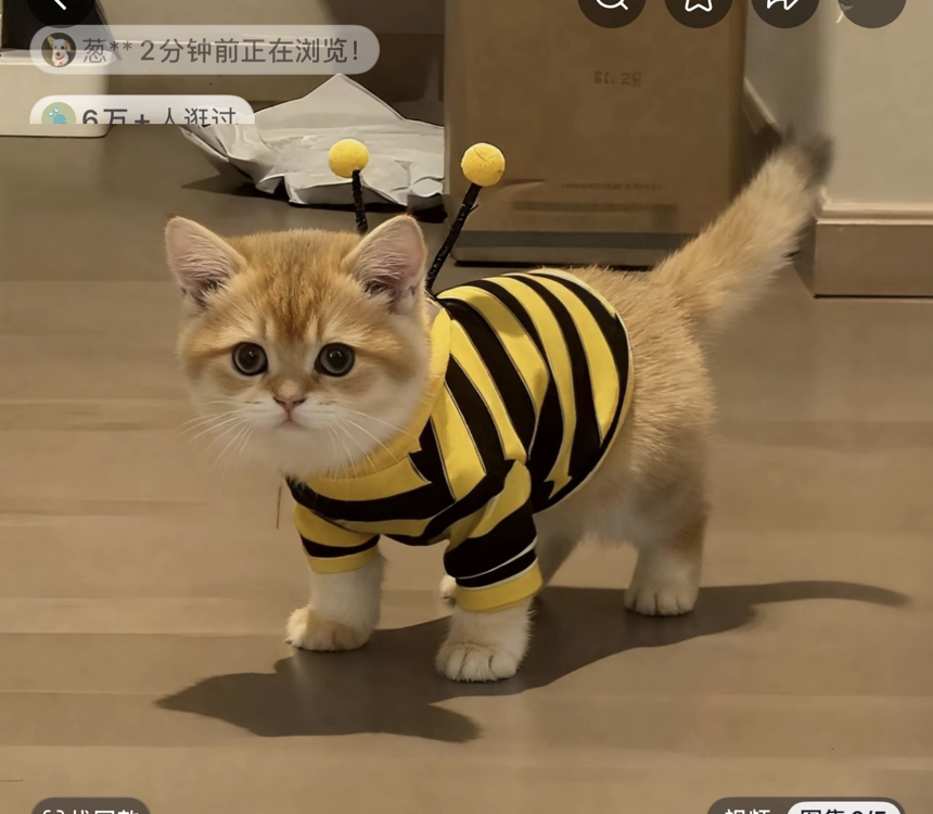 Arı konseptli pet kıyafeti