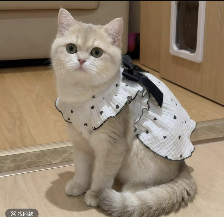 Pet elbisesi 
