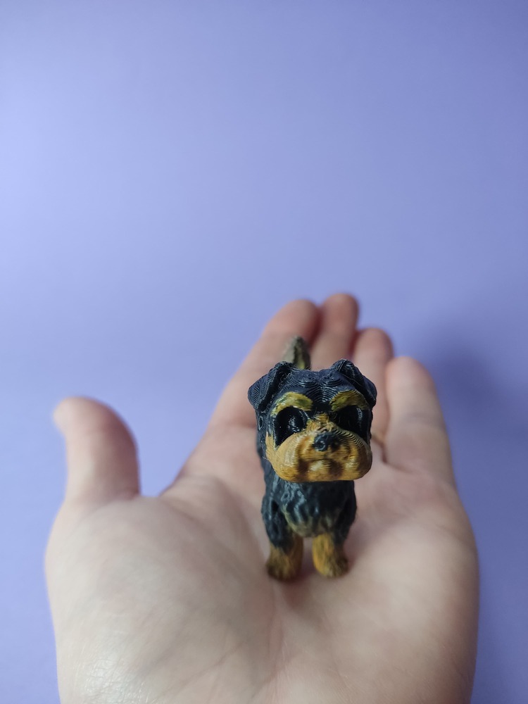 Yorkie the Yorkshire terrier
