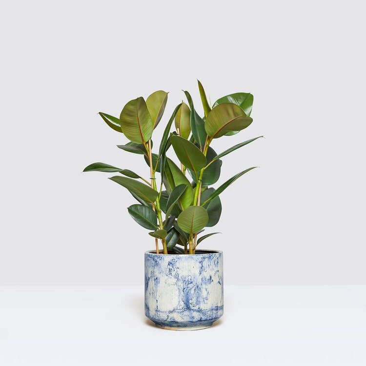 Ficus Elastica Robusta- Kauçuk Bitkisi 2 Gövdeli 