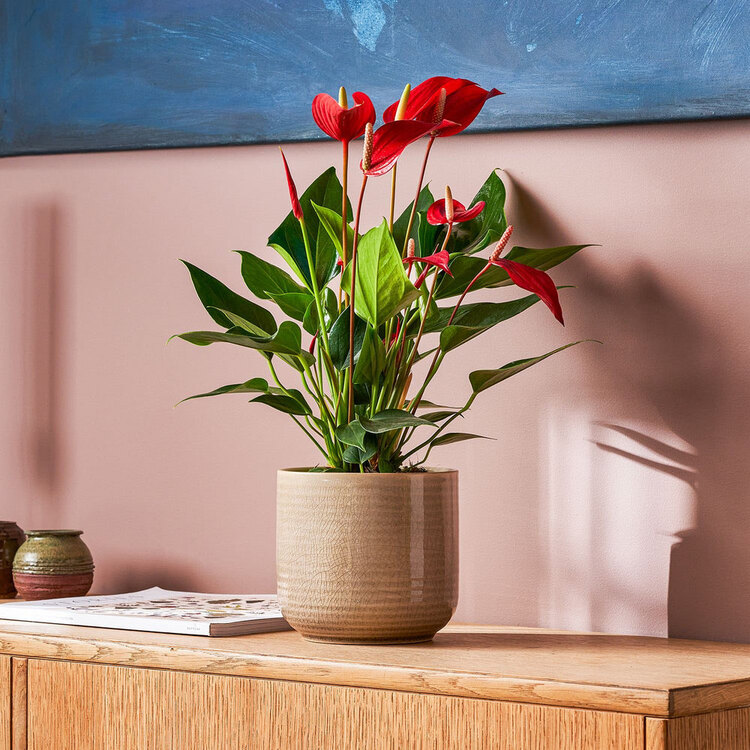 Antoryum (Anthurium Andraeanum Red) Bitkisi