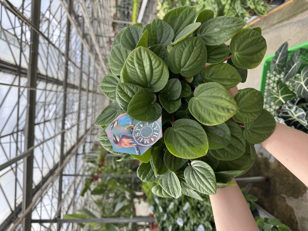 Peperomia (Zümrüt Dalgası) 20cm 