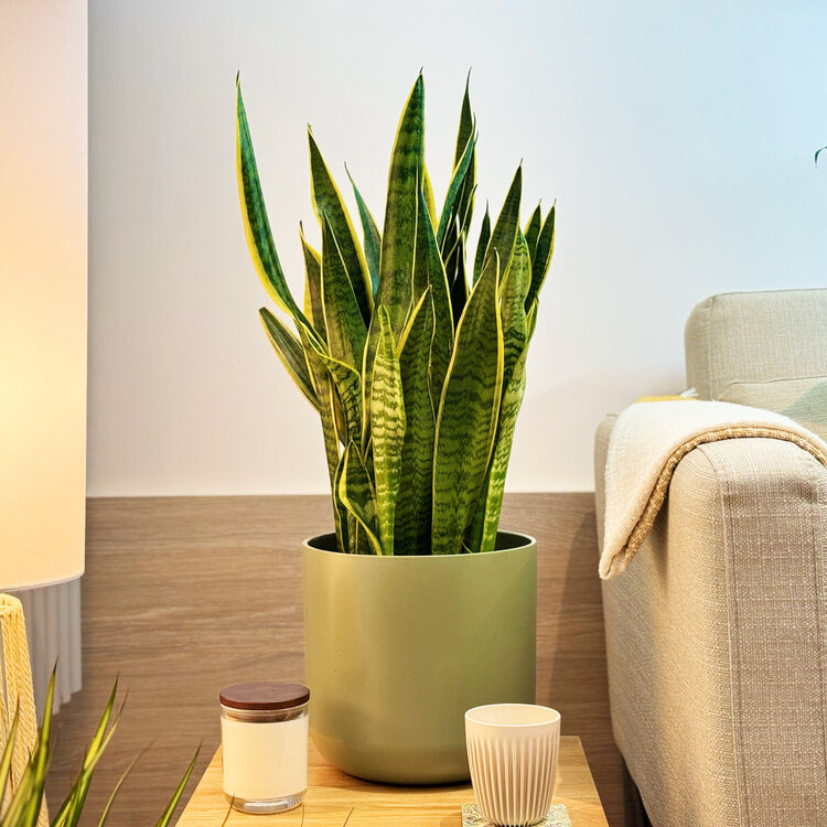 Sansevieria – Paşa Kılıcı Bitkisi (80-100cm)