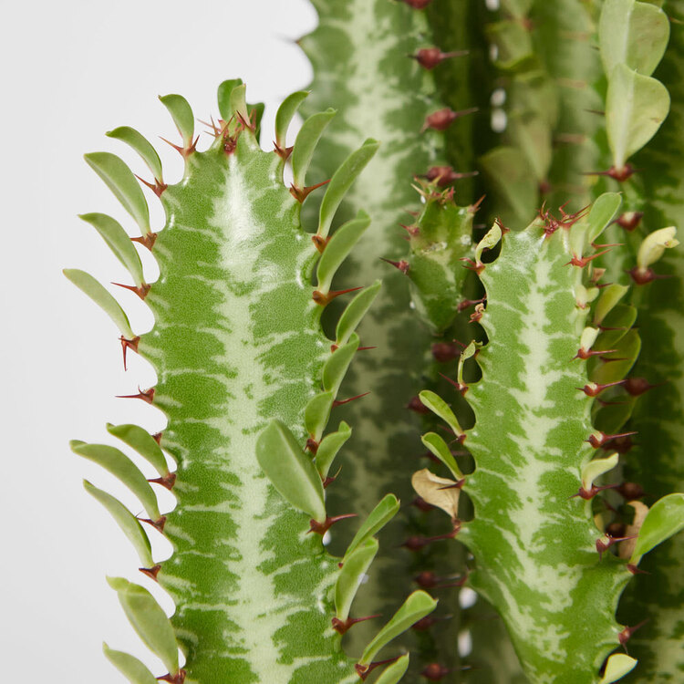 Euphorbia Trigona (Süt Kaktüsü)