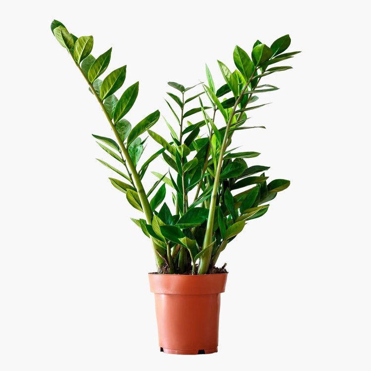 Zamia Zamioculcas (Zeze Çiçeği) 75cm